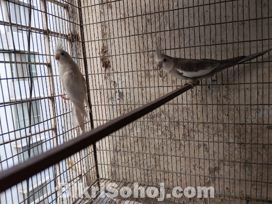 1 pair quality running cockatiel to be sold